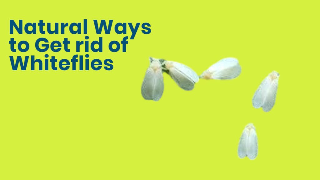 how to get rid of whiteflies naturally