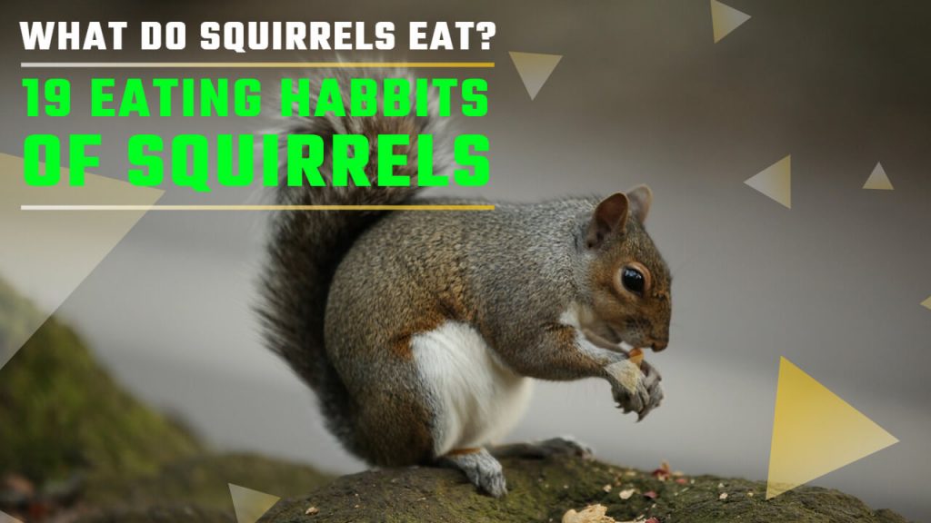 What do squirrels eat