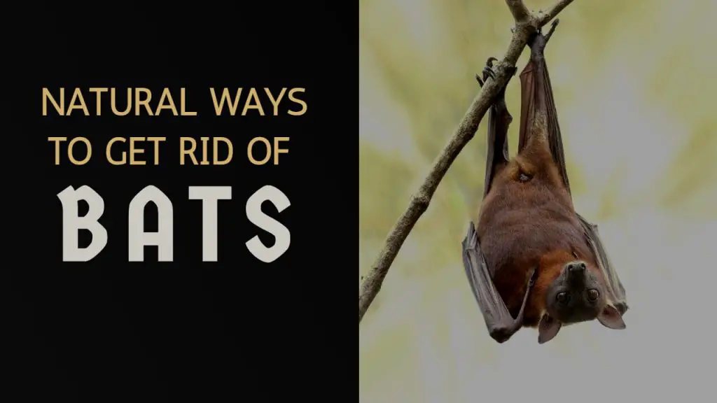 natural ways to get rid of bats