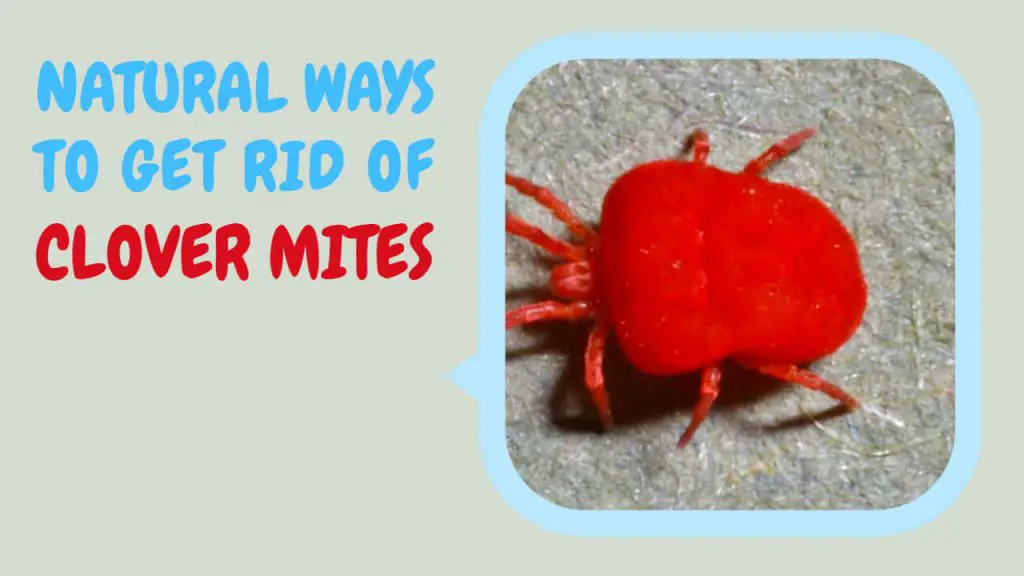 natural ways to get rid of clover mites