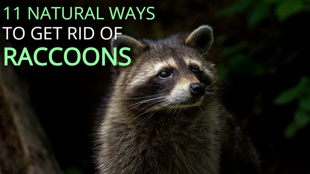 natural ways to get rid of raccoons