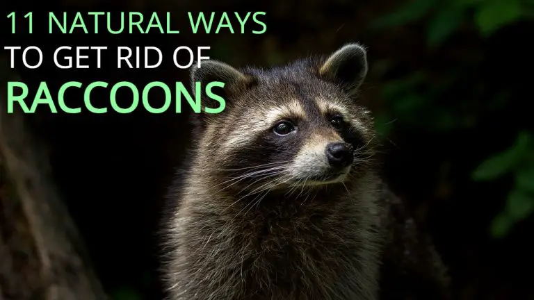 11 Ways to Get Rid of Raccoons Naturally & Home Made Raccoon Trap [DIY]