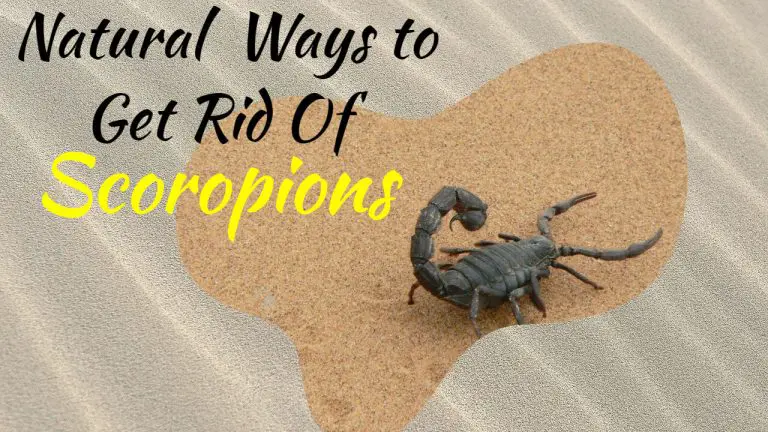 9 Ways to Get rid of Scorpions Naturally [Step by Step Process]