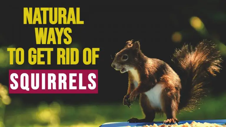 9 Natural Ways to Get rid of Squirrels [Homemade Repellent Spray]