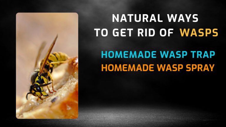 12 Ways to Get rid of Wasps Naturally [Homemade Wasp Spray & Trap]