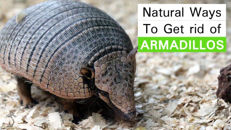 8 Natural Ways to Get rid of Armadillos [Homemade Armadillo Repellent]