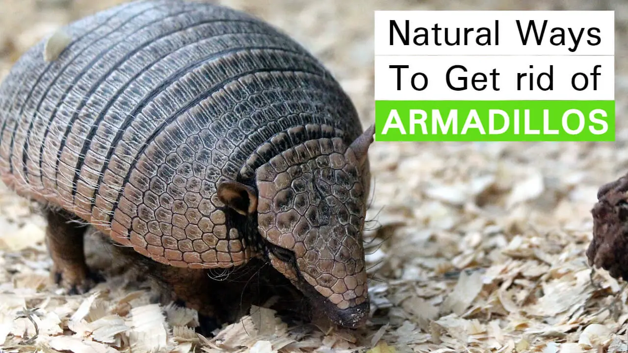 natural ways to get rid of armadillos