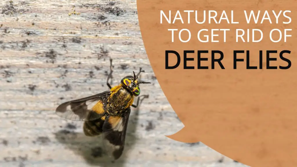 natural ways to get rid of deer flies
