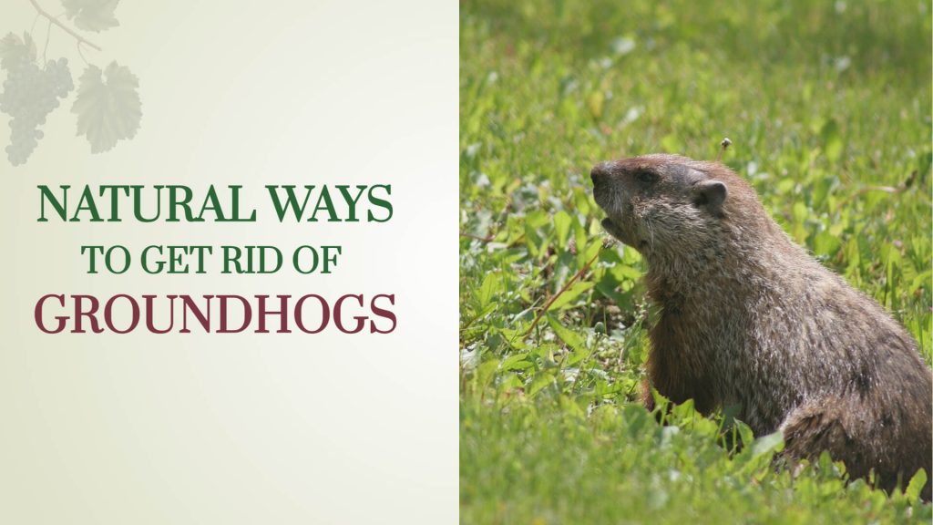 natural ways to get rid of groundhogs