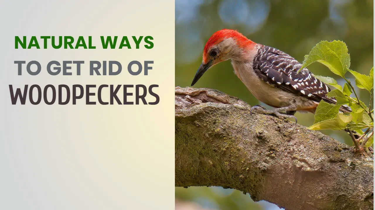 NATURAL WAYS TO GET RID OF WOODPECKERS