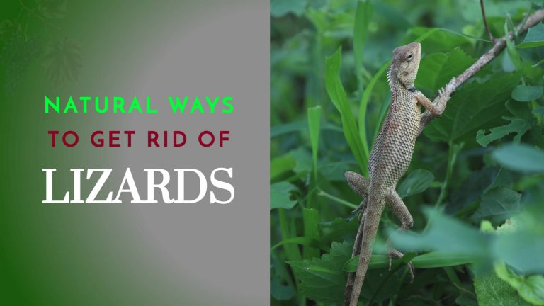 10 Natural Ways to Get rid of Lizards [Homemade Lizard Repellent]