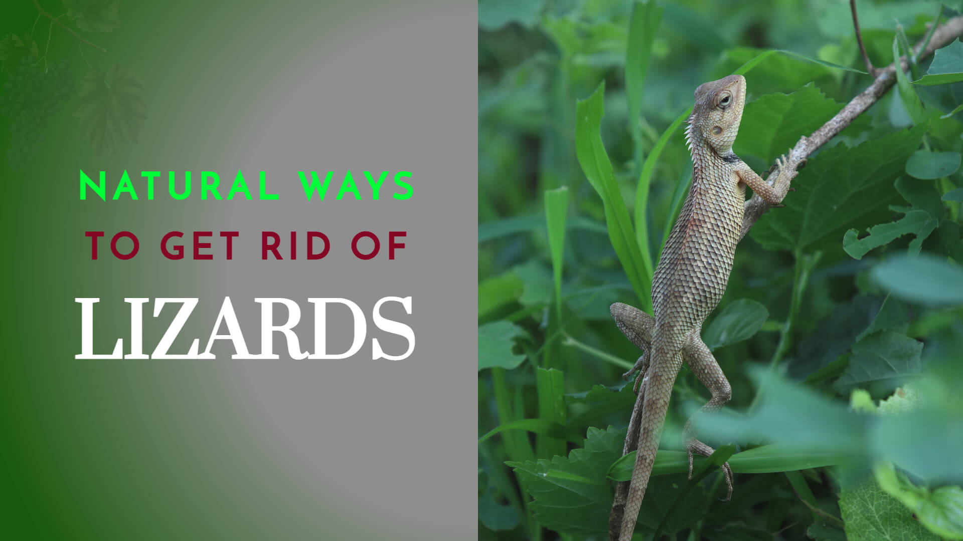 homemade natural ways to get rid of lizards