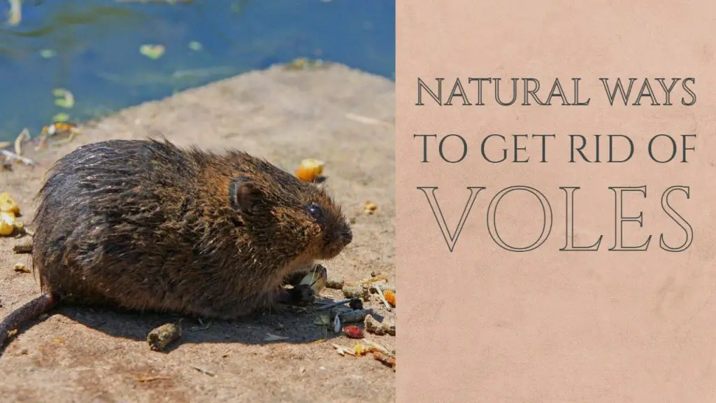 NATURAL WAYS TO GET RID OF VOLES