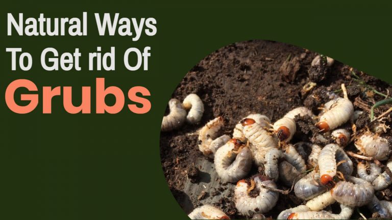 11 Natural Ways to Get rid of Grubs [Step by Step Process & Precautions]