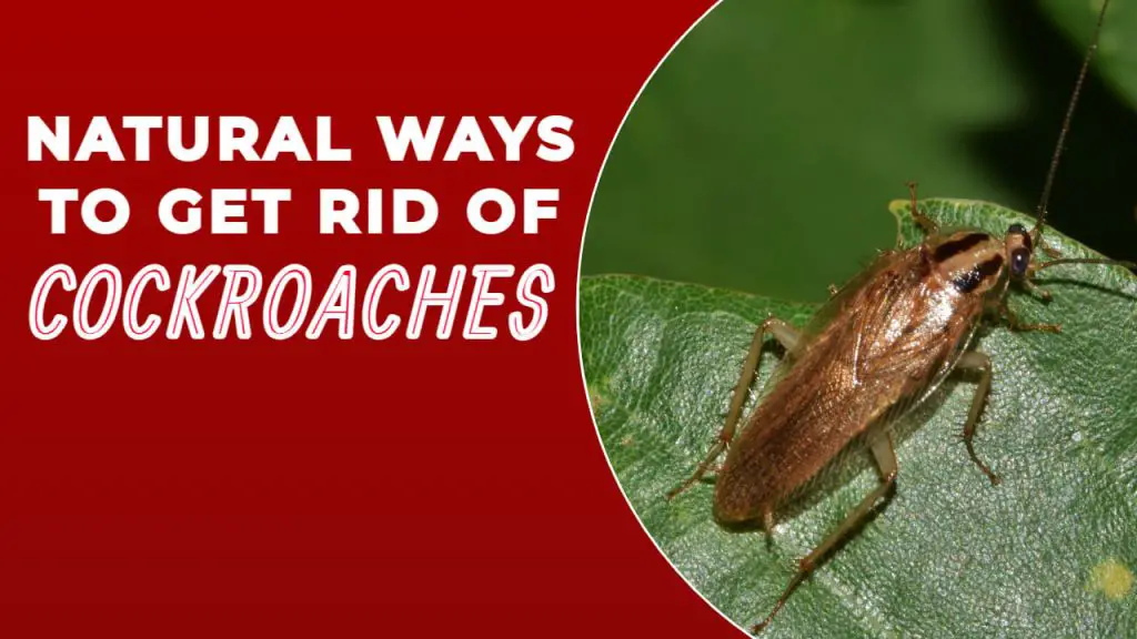 NATURAL WAYS TO GET RID OF COCKROACHES