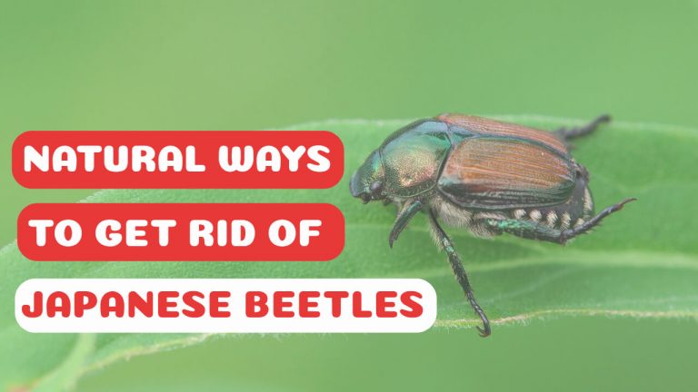 Japanese Beetle Natural Control Methods & Homemade Repellents