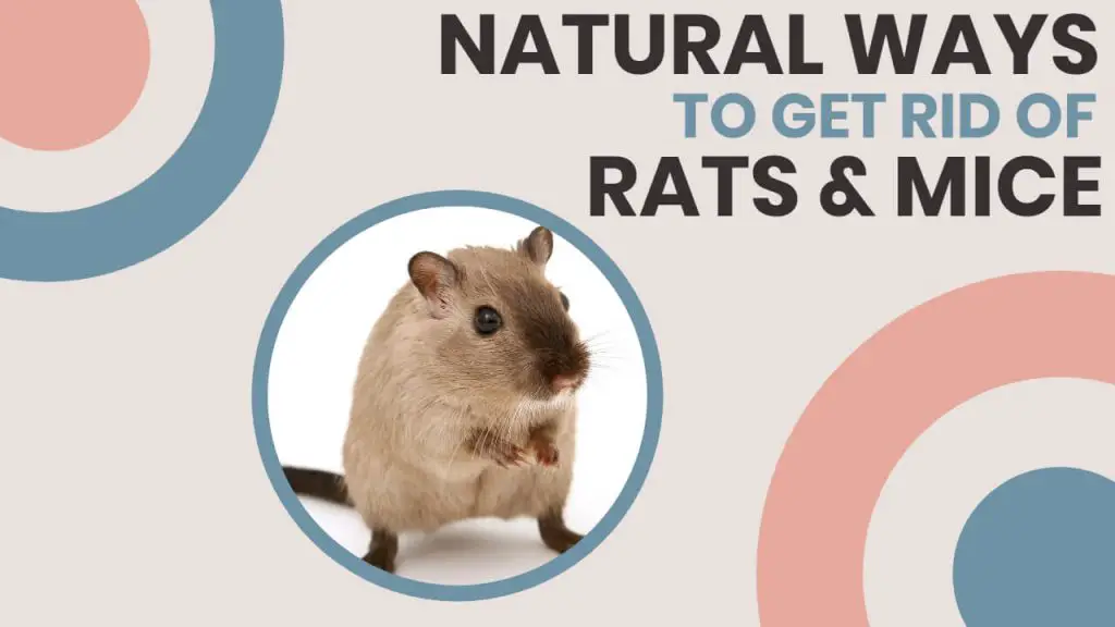 NATURAL WAYS TO GET RID OF RATS AND MICE