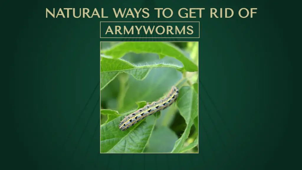 How to get rid of armyworms naturally?