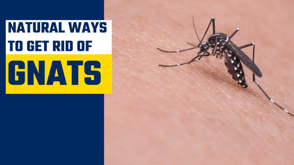 how to get rid of gnats naturally?