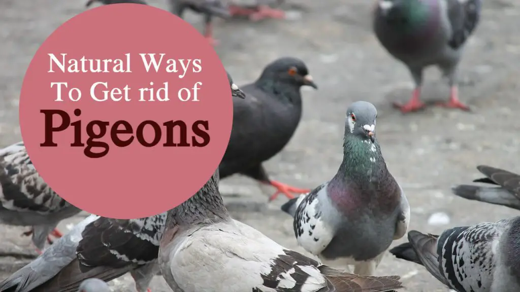 natural ways to get rid of pigeons