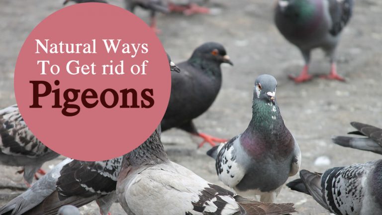 12 Natural Ways to Get Rid of Pigeons [Homemade Pigeon Repellent]