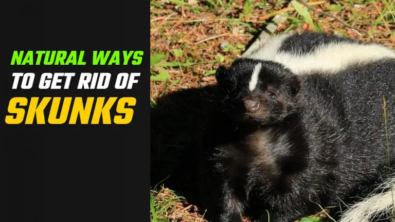 Natural Ways to Get Rid of Skunks & Home Remedies To Keep Skunks Away