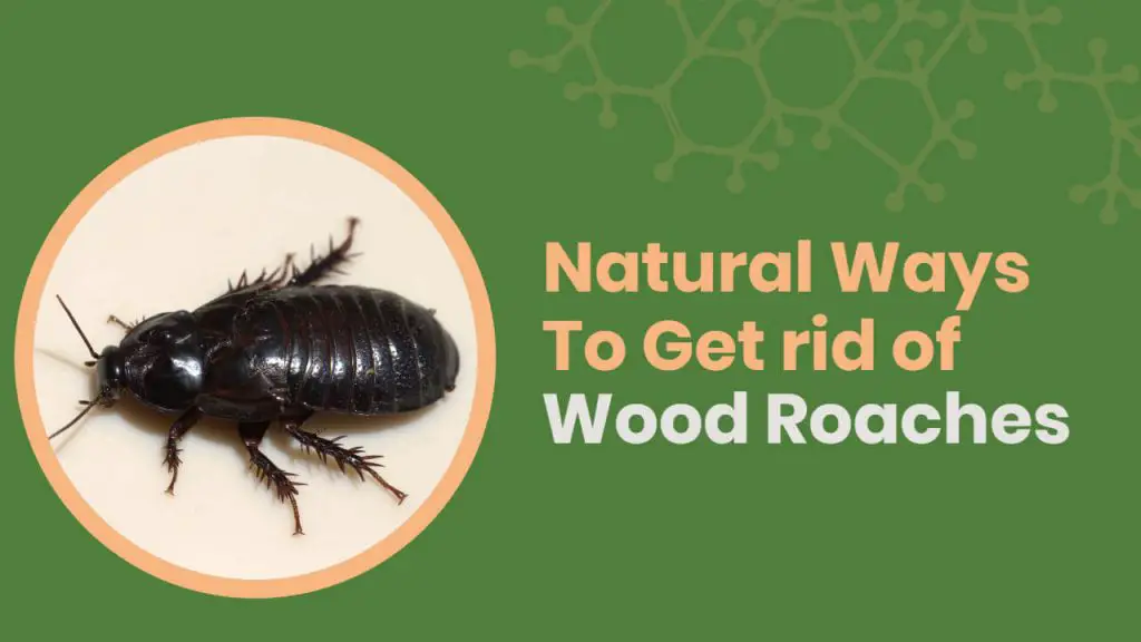 how to get rid of wood roaches naturally?