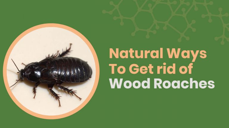 9 Natural Ways to Get Rid of Wood Roaches? [Homemade Spray]
