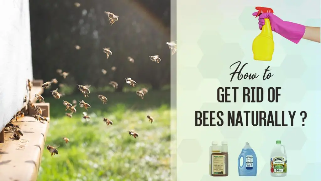 How to Get Rid of Bees Naturally