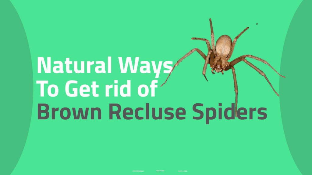 How to Get Rid of Brown Recluse Spiders Naturally?