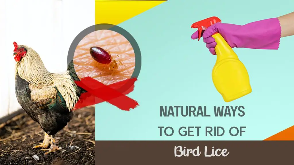 how to get rid of bird lice naturally