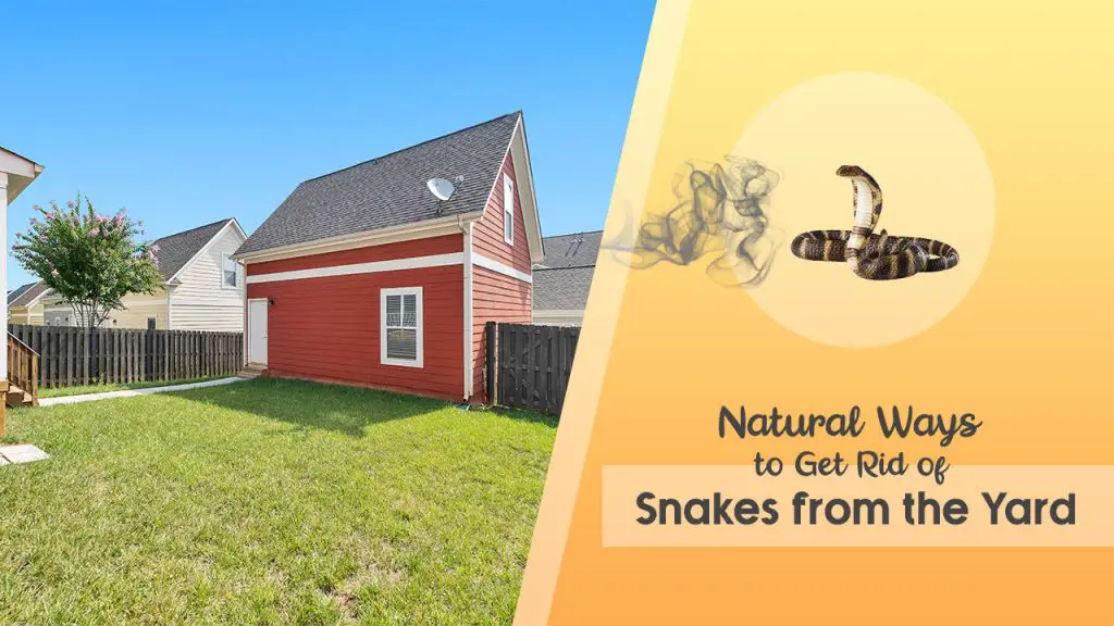Natural Ways to Get Rid of Snakes from the Yard