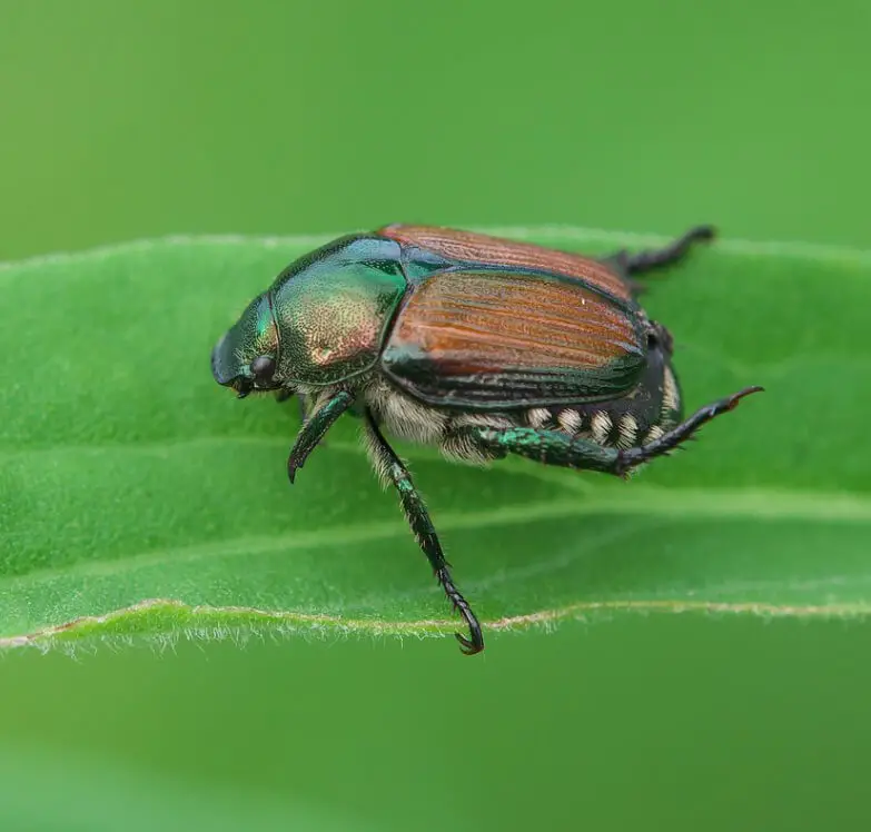 Interesting Facts about Japanese Beetles - Lifespan, Easting Habits and More
