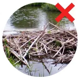 Dismantle the dams to keeps beavers away