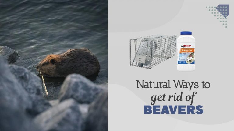 7 Ways of Getting rid of Beavers Naturally [Homemade Beaver Repellents]
