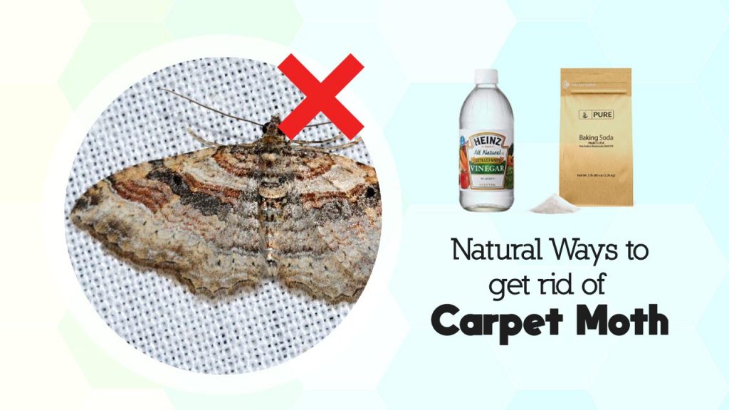 Natural Ways to Get rid of Carpet Moths and to Prevent Carpet Moths