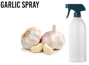 Homemade Garlic spray to keep bumble bees away