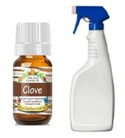 Homemade Clove oil spray to prevent Silverfish bugs