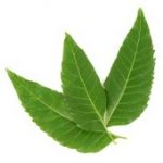 Neem leaves as natural deterrent of flour beetles