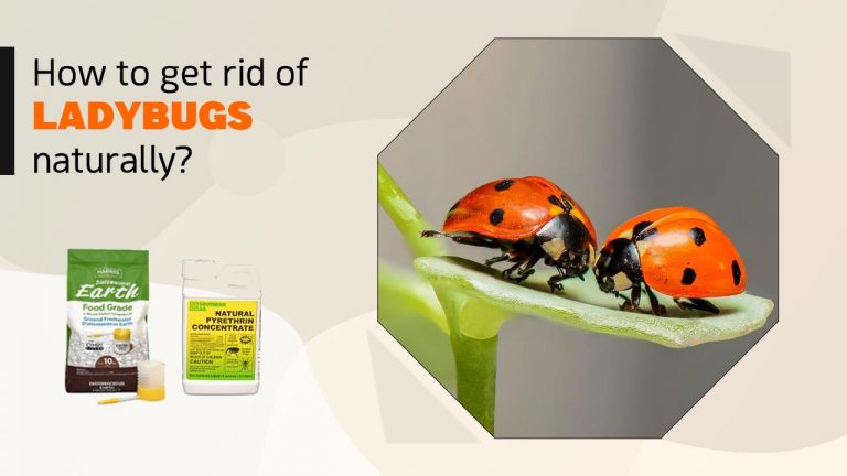10 Natural Ways to Get Rid of Ladybugs in House [Homemade Spray & Repellent]