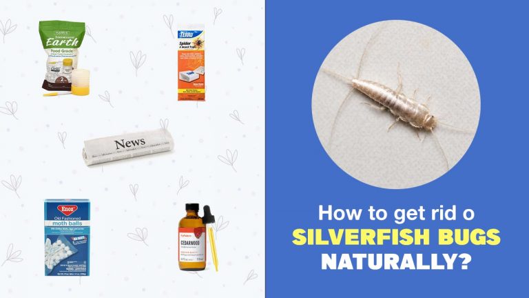 11 Natural Ways to Get Rid of Silverfish Bugs [Step by Step Process]
