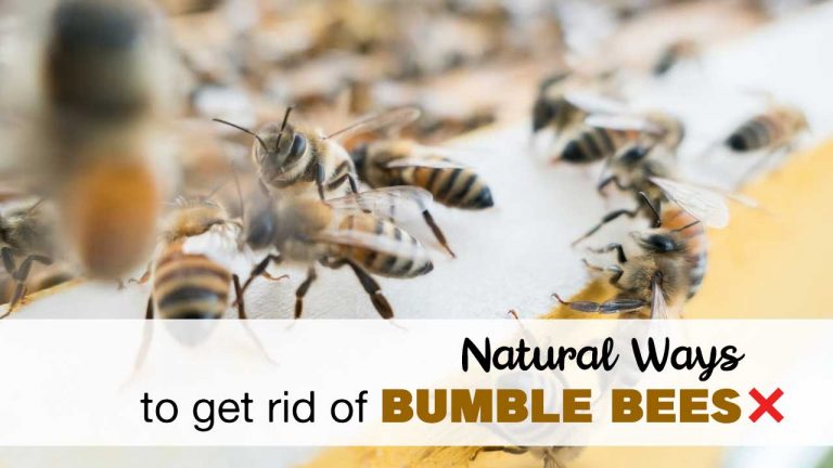 10 Natural Ways to Get Rid of Bumble Bees [Homemade Spray & Trap]