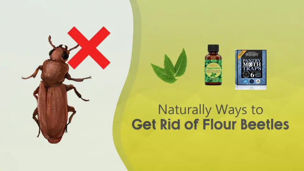 Naturally Ways to Get Rid of Flour Beetles