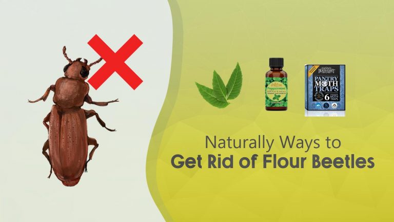 12 Natural Ways to Get Rid of Flour Beetles [Homemade Flour Beetles Spray]