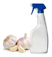  Homemade Garlic spray to get rid of caterpillars naturally