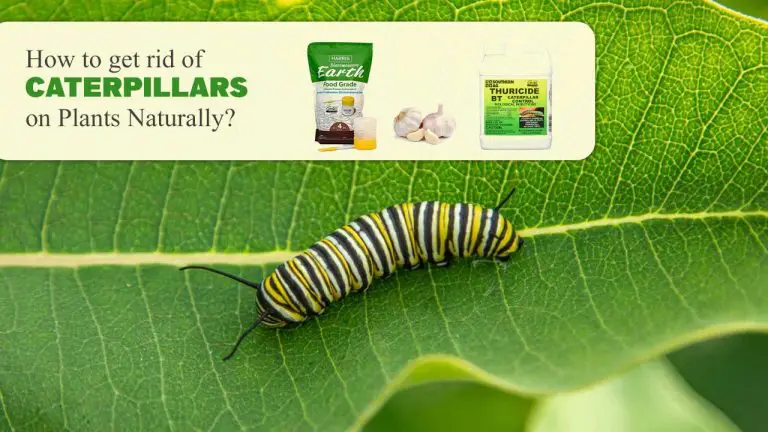 9 Ways to Get rid of Caterpillars Naturally [Dish Detergent, Neem Oil & More]