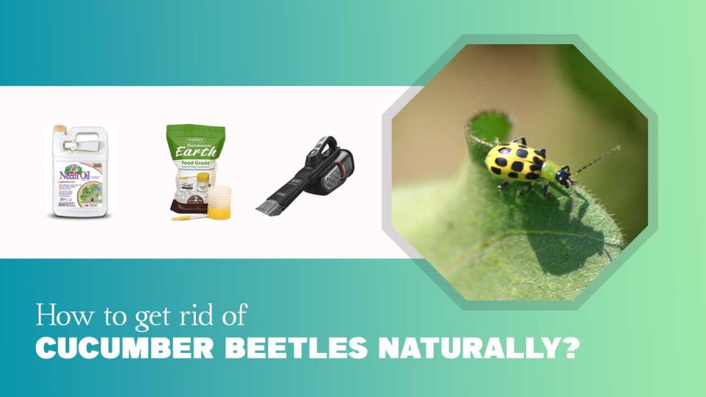 How to Get Rid of Cucumber Beetles Naturally?