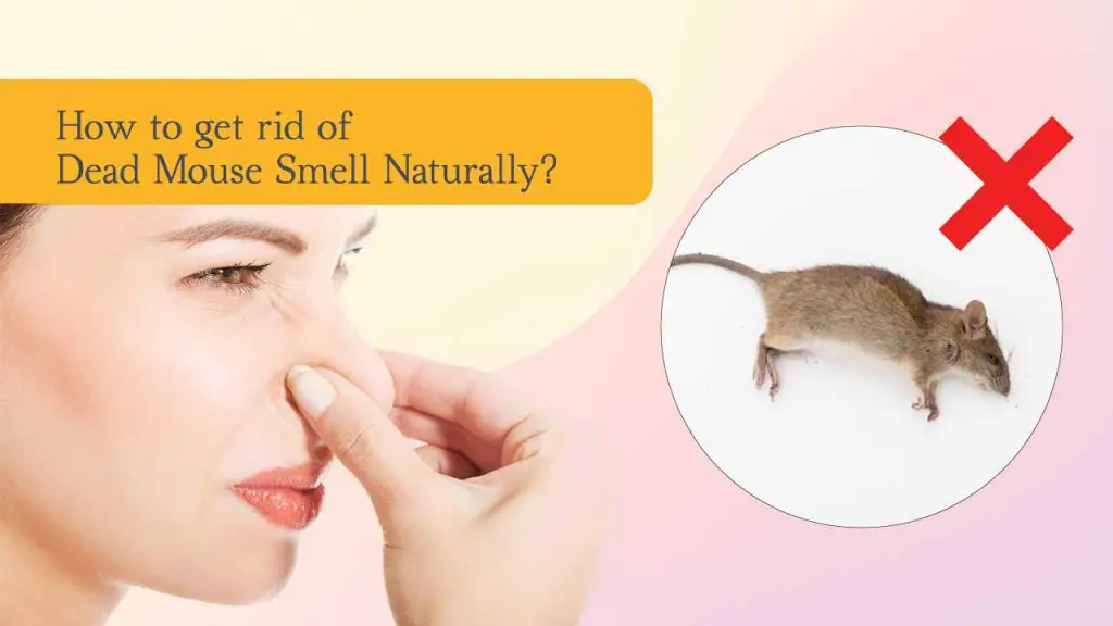 How to Get Rid of Dead Mouse Smell Naturally?