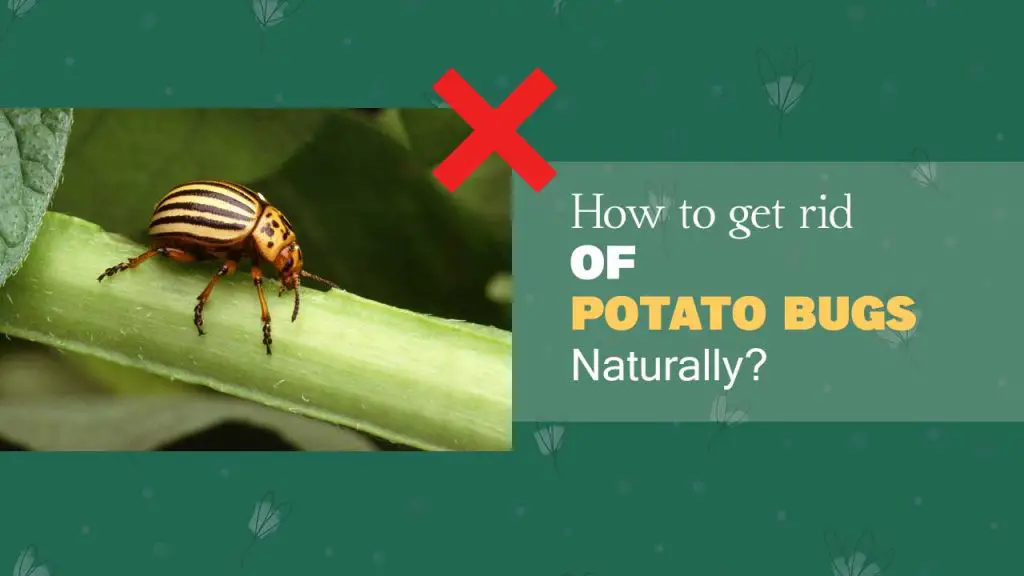 How to Get Rid of Potato Bugs Naturally