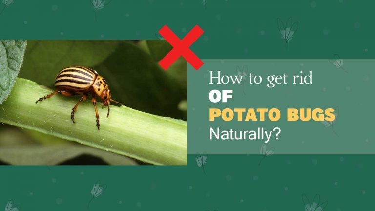 10 Natural Ways to Control Potato Bugs [Homemade Spray & Other Remedies]
